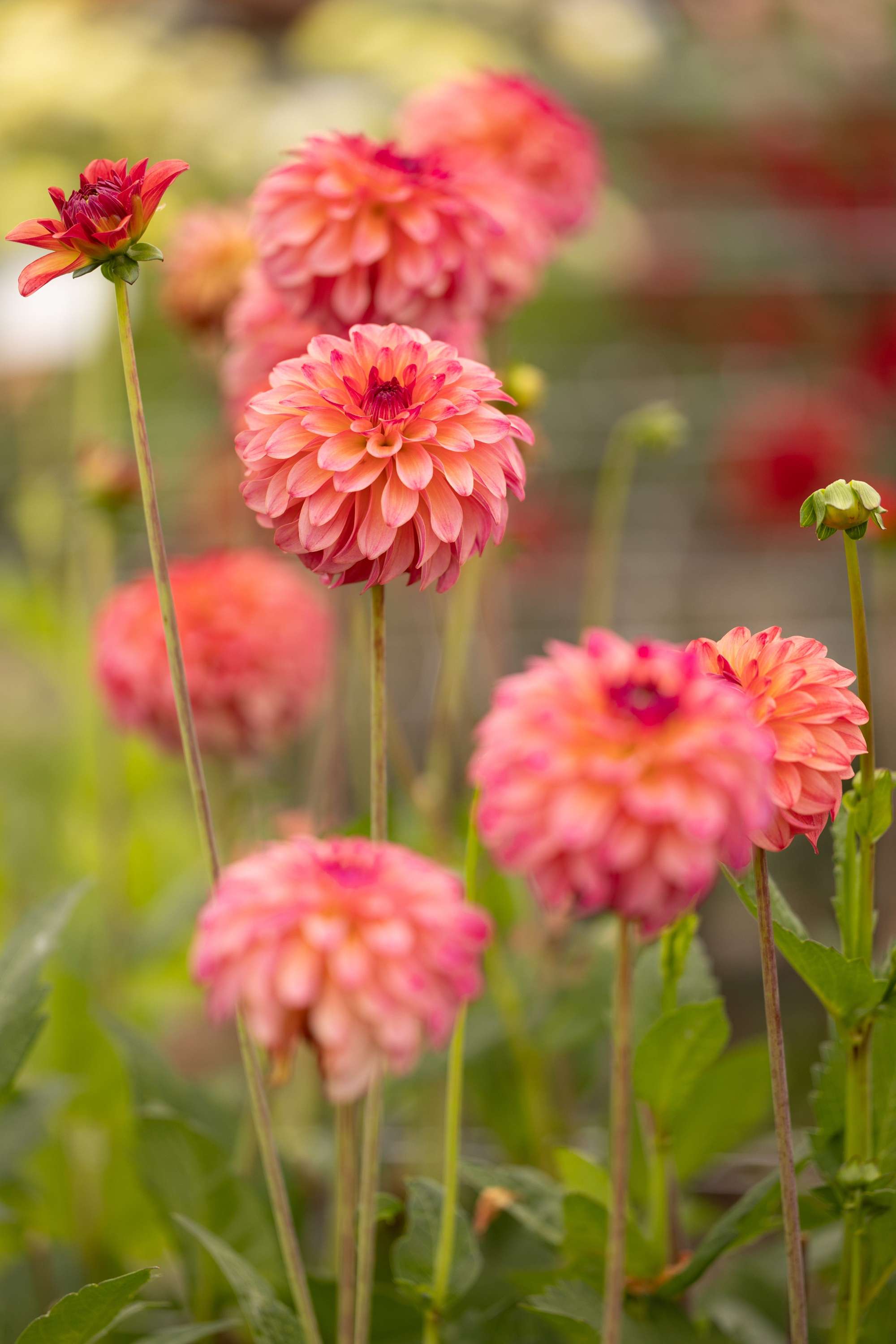 Dahlia 'Belfloor'